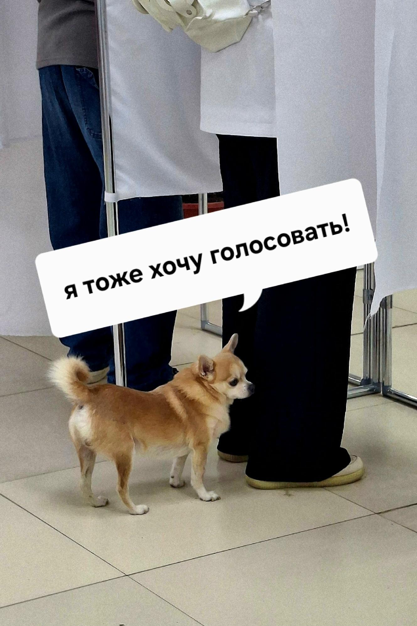 Сообщение — УИК №889, Архангельская область
